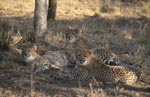 Junge Geparden haben ein interessantes Objekt entdeckt<br><br><br>Cheetah
