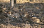 Ein Geraeusch hat die Geparden aufgeschreckt <br><br><br>Cheetah
