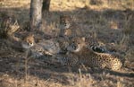Drei junge Geparden<br><br><br>Cheetah