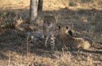 Aus dem Schlaf aufgeschreckter Gepard <br><br><br>Portrait young cheetah