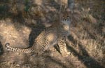 Schoene Großkatze Gepard <br><br><br>Cheetah