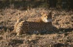 Ruhender Gepard schaut sich um<br><br><br>Cheetah