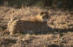 Gepard ruht sich aus<br><br><br>Cheetah