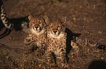 Two Cheetah beauties