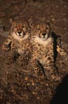 Two young picture book cheetahs