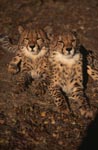 The two cheetahs inspire every cat lover