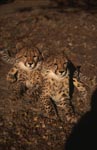 Two fascinating young cheetahs