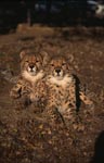 Two very impressive young cheetahs