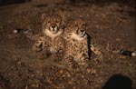 Elegant and photogenic: Two young cheetahs