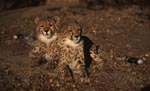 Two young cheetahs resting