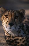 King cheetah Portrait (Acinonyx jubatus)