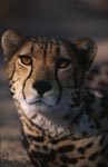 King cheetah close-up view