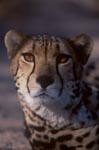 Head Portrait Big Cat King Cheetah