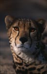 King cheetah eye contact
