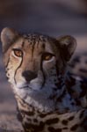 King Cheetah Portrait frontal