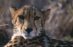 Interested looking King Cheetah