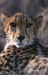 Imposing Portrait King Cheetah