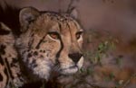 Portraet Großkatze Koenigsgepard <br><br><br><br><br><br><br><br>King cheetah