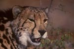 Portrait big cat King Cheetah