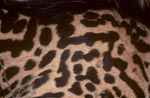King Cheetah fur