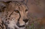 Portrait Big Cat King cheetah