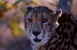 Close-up King Cheetah