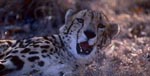 Surprised King Cheetah