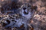 Koenigsgepard Portraet <br><br><br><br><br><br><br><br>King cheetah