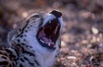 King Cheetah throat