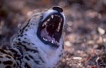 King Cheetah showing its teeth