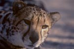 Koenigsgepard Portraet <br><br><br><br><br><br><br><br>King cheetah