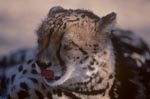 King cheetah clicks his tongue