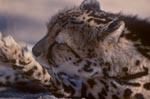 Important for the King Cheetah: Paw care