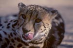 King Cheetah presented his tongue