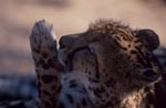 Koenigsgepard leckt seine Pfote<br><br><br><br><br><br><br><br>King cheetah