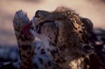 King Cheetah - Intensive Paw Care