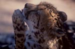 King Cheetah - important paw care