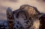 Koenigsgepard leckt seine Pfote<br><br><br><br><br><br><br><br>King cheetah