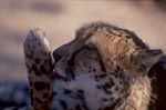 Koenigsgepard leckt seine Pfoten<br><br><br><br><br><br><br><br>King cheetah