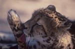 King Cheetah - Paw Care