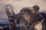 King cheetah licking its paw