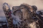 King Cheetah maintains his paw