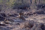 Koenigsgepard liegend<br><br><br><br><br><br><br><br>King cheetah