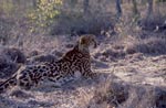 King Cheetah probed the situation