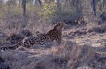 Koenigsgepard ruht sich aus<br><br><br><br><br><br><br><br>King cheetah