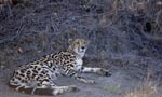 King Cheetah in the dry bush