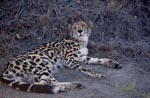 King cheetah resting