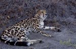 Dormant King Cheetah