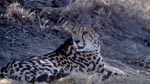 Koenigsgepard ruht sich aus<br><br><br><br><br><br><br><br>King cheetah