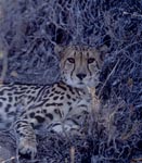 King Cheetah before desiccated bush